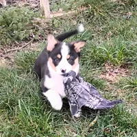 Frisky-AKC, a female Pembroke Welsh Corgi for sale in Hanover, KS – Photo 7 of 7