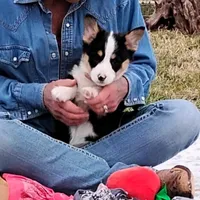 Frisky-AKC, a female Pembroke Welsh Corgi for sale in Hanover, KS – Photo 5 of 7