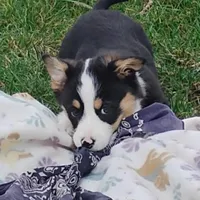 Frisky-AKC, a female Pembroke Welsh Corgi for sale in Hanover, KS – Photo 6 of 7