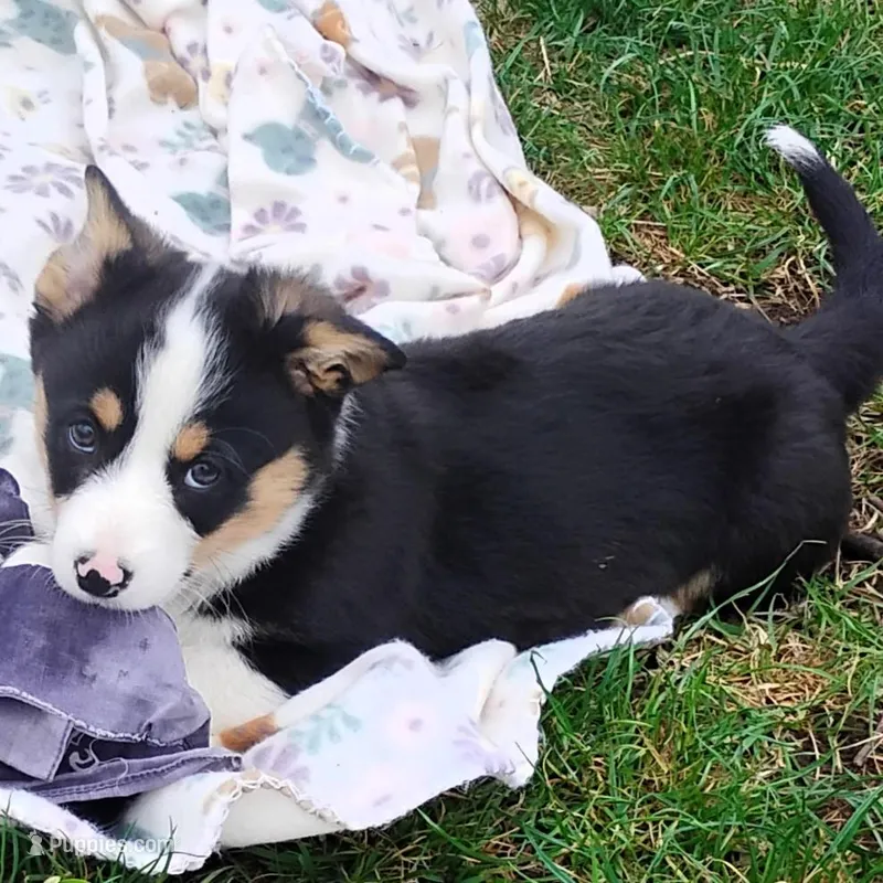 Frisky-AKC – Pembroke Welsh Corgi puppy for sale in Hanover, KS