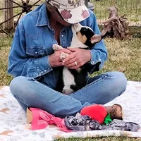 Frisky-AKC, a female Pembroke Welsh Corgi for sale in Hanover, KS – Photo 3 of 7