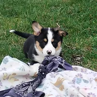 Frisky-AKC reg., a male Pembroke Welsh Corgi for sale in Hanover, KS – Photo 8 of 8