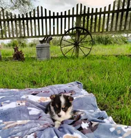 Lulu-AKC, a female Pembroke Welsh Corgi for sale in Hanover, KS – 6 of 10