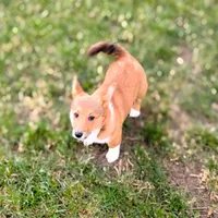 Shay, a female Pembroke Welsh Corgi for sale in Hanover, KS – 6 of 7