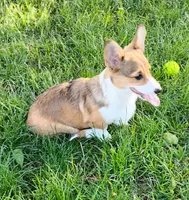 Clover-AKC reg., a female Pembroke Welsh Corgi for sale in Hanover, KS – 7 of 10