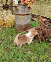 Leo-AKC, a male Pembroke Welsh Corgi for sale in Hanover, KS – 8 of 9