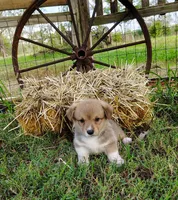 Ryo-AKC, a male Pembroke Welsh Corgi for sale in Hanover, KS – 7 of 10