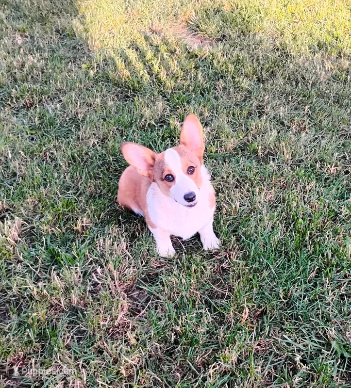 Chance-AKC reg. – Pembroke Welsh Corgi puppy for sale in Hanover, KS