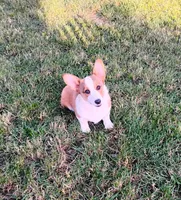 Chance-AKC reg., a female Pembroke Welsh Corgi for sale in Hanover, KS – 2 of 9