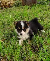 Lulu-AKC, a female Pembroke Welsh Corgi for sale in Hanover, KS – 8 of 10