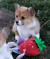 Fuzzy Bear-AKC reg., a female Pembroke Welsh Corgi for sale in Hanover, KS – Photo 1 of 10
