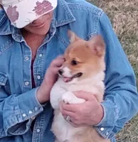 Fuzzy Bear-AKC reg., a female Pembroke Welsh Corgi for sale in Hanover, KS – Photo 5 of 10