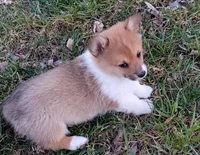 Fuzzy Bear-AKC reg., a female Pembroke Welsh Corgi for sale in Hanover, KS – Photo 4 of 10
