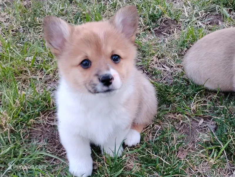 Fuzzy Bear-AKC reg. – Pembroke Welsh Corgi puppy for sale in Hanover, KS