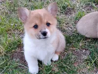 Fuzzy Bear-AKC reg., a female Pembroke Welsh Corgi for sale in Hanover, KS – Photo 3 of 10