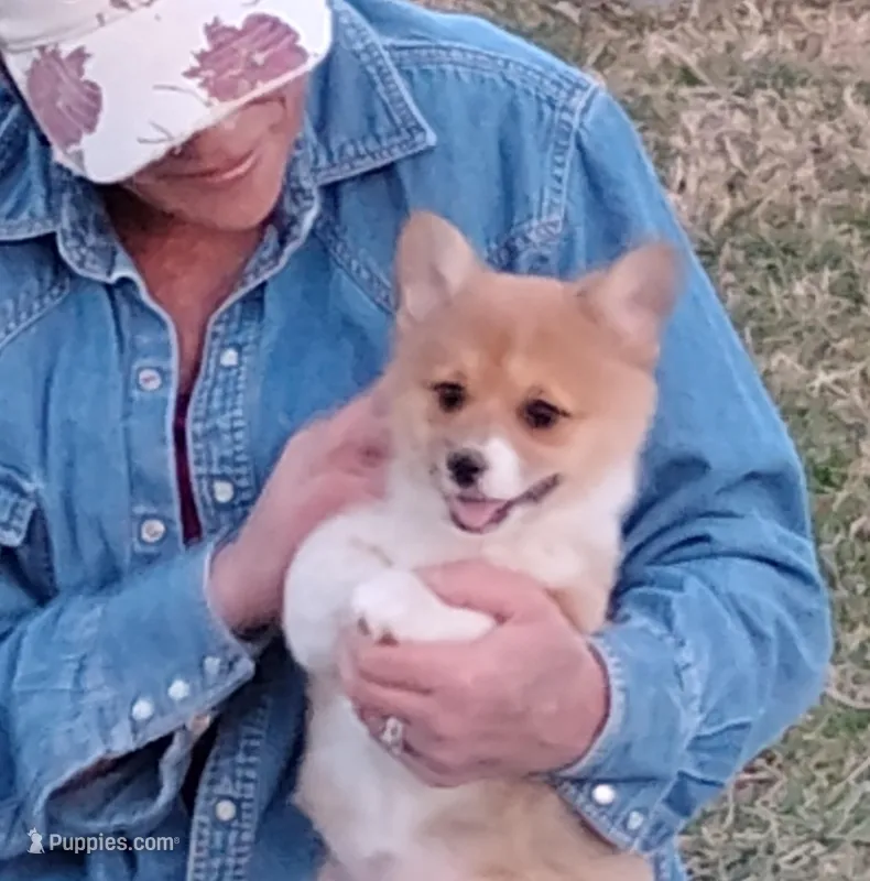 Fuzzy Bear-AKC reg. – Pembroke Welsh Corgi puppy for sale in Hanover, KS