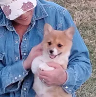 Fuzzy Bear-AKC reg., a female Pembroke Welsh Corgi for sale in Hanover, KS – Photo 2 of 10
