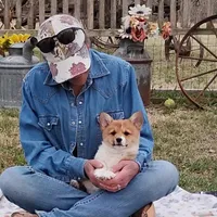 Fuzzy Bear-AKC reg., a female Pembroke Welsh Corgi for sale in Hanover, KS – Photo 6 of 10