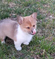 Fuzzy Bear-AKC reg., a female Pembroke Welsh Corgi for sale in Hanover, KS – Photo 7 of 10