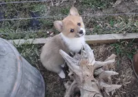 Fuzzy Bear-AKC reg., a female Pembroke Welsh Corgi for sale in Hanover, KS – Photo 8 of 10