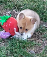 Fuzzy Bear-AKC reg., a female Pembroke Welsh Corgi for sale in Hanover, KS – Photo 9 of 10