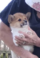 Fuzzy Bear-AKC reg., a female Pembroke Welsh Corgi for sale in Hanover, KS – Photo 10 of 10