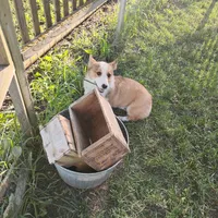 Chance-AKC reg., a female Pembroke Welsh Corgi for sale in Hanover, KS – 5 of 9