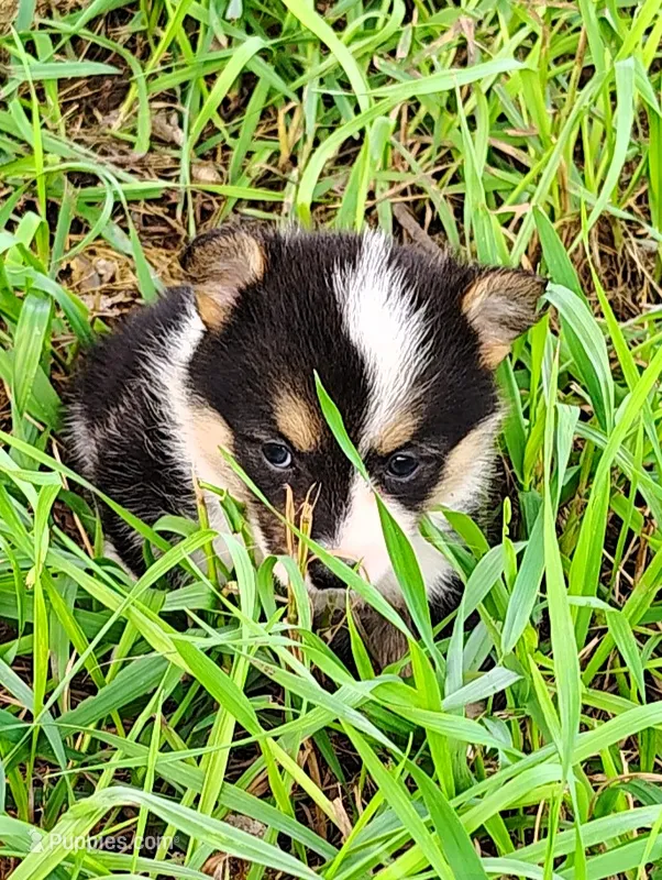 Lulu-AKC – Pembroke Welsh Corgi puppy for sale in Hanover, KS