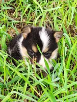Lulu-AKC, a female Pembroke Welsh Corgi for sale in Hanover, KS – 2 of 10