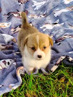 Leo-AKC, a male Pembroke Welsh Corgi for sale in Hanover, KS – 5 of 9