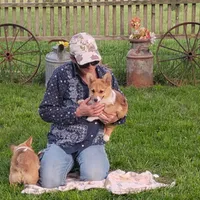 Shay, a female Pembroke Welsh Corgi for sale in Hanover, KS – 2 of 7