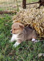 Ryo-AKC, a male Pembroke Welsh Corgi for sale in Hanover, KS – 6 of 10