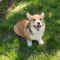 Honey Bear-AKC reg., a female Pembroke Welsh Corgi for sale in Hanover, KS – 2 of 9