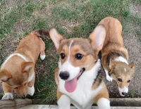 Clover-AKC reg., a female Pembroke Welsh Corgi for sale in Hanover, KS – 3 of 10