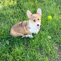Clover-AKC reg., a female Pembroke Welsh Corgi for sale in Hanover, KS – 2 of 10