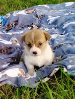 Leo-AKC, a male Pembroke Welsh Corgi for sale in Hanover, KS – 9 of 9