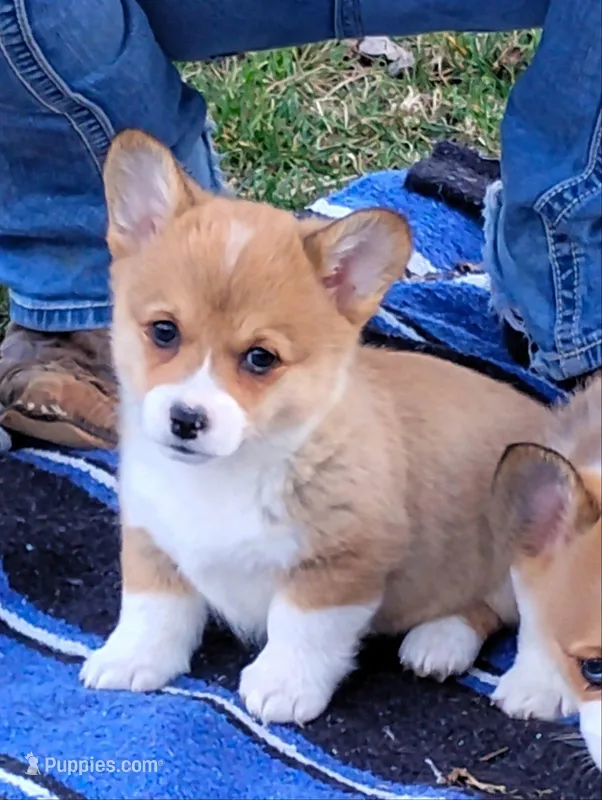 Honey Bear-AKC reg. – Pembroke Welsh Corgi puppy for sale in Hanover, KS