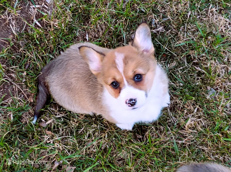 Clover-AKC – Pembroke Welsh Corgi puppy for sale in Hanover, KS