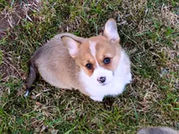 Clover-AKC, a female Pembroke Welsh Corgi for sale in Hanover, KS – Photo 1 of 9