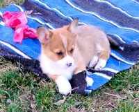 Clover-AKC, a female Pembroke Welsh Corgi for sale in Hanover, KS – Photo 4 of 9