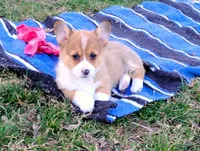 Clover-AKC, a female Pembroke Welsh Corgi for sale in Hanover, KS – Photo 3 of 9