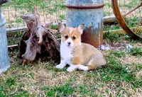 Clover-AKC, a female Pembroke Welsh Corgi for sale in Hanover, KS – Photo 5 of 9