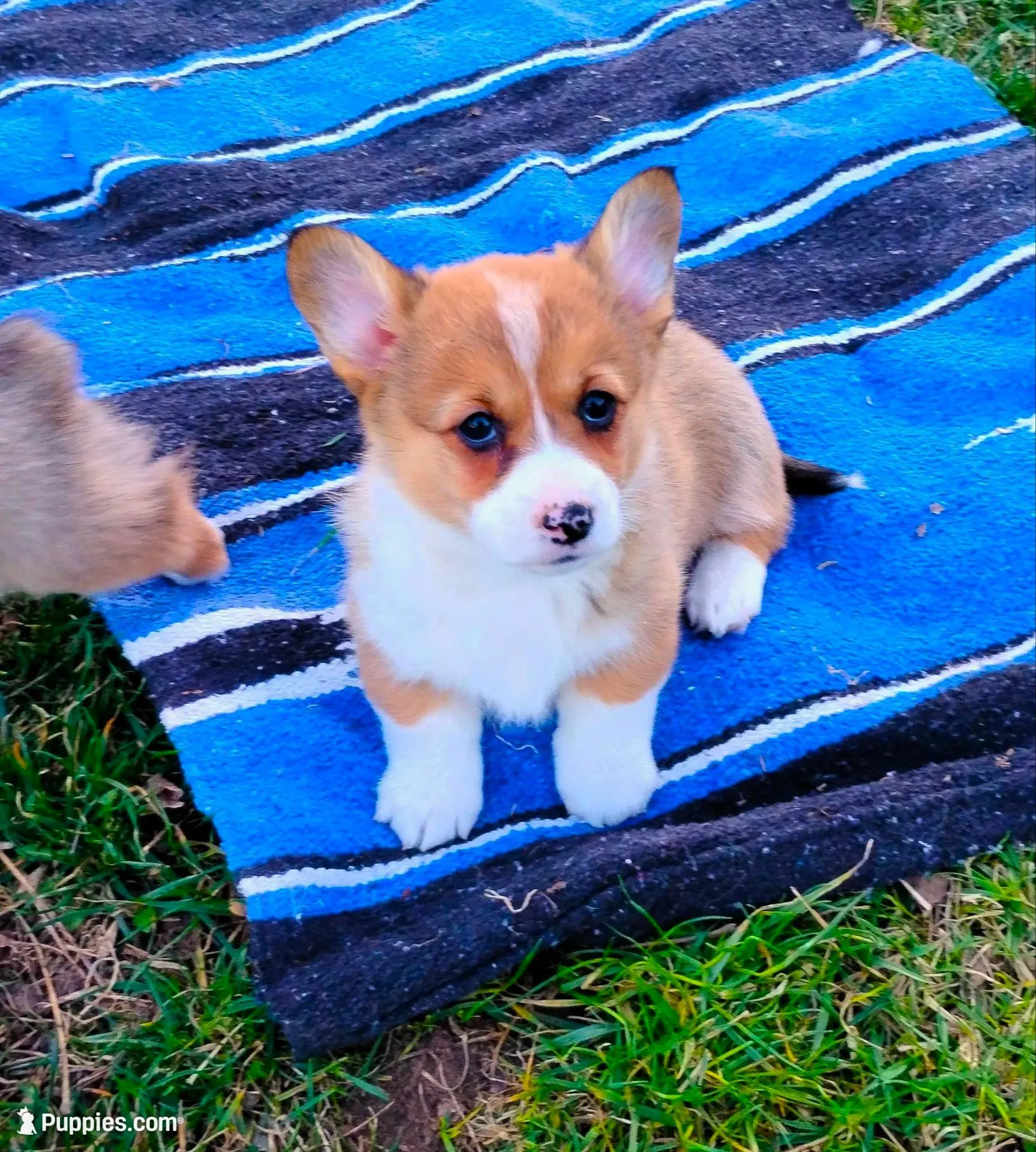 Clover-AKCreg., a female Pembroke Welsh Corgi for sale in Hanover, KS – Photo 3 of 9