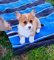 Clover-AKC, a female Pembroke Welsh Corgi for sale in Hanover, KS – Photo 2 of 9