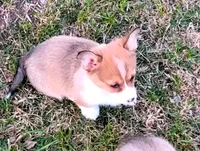 Clover-AKC, a female Pembroke Welsh Corgi for sale in Hanover, KS – Photo 9 of 9
