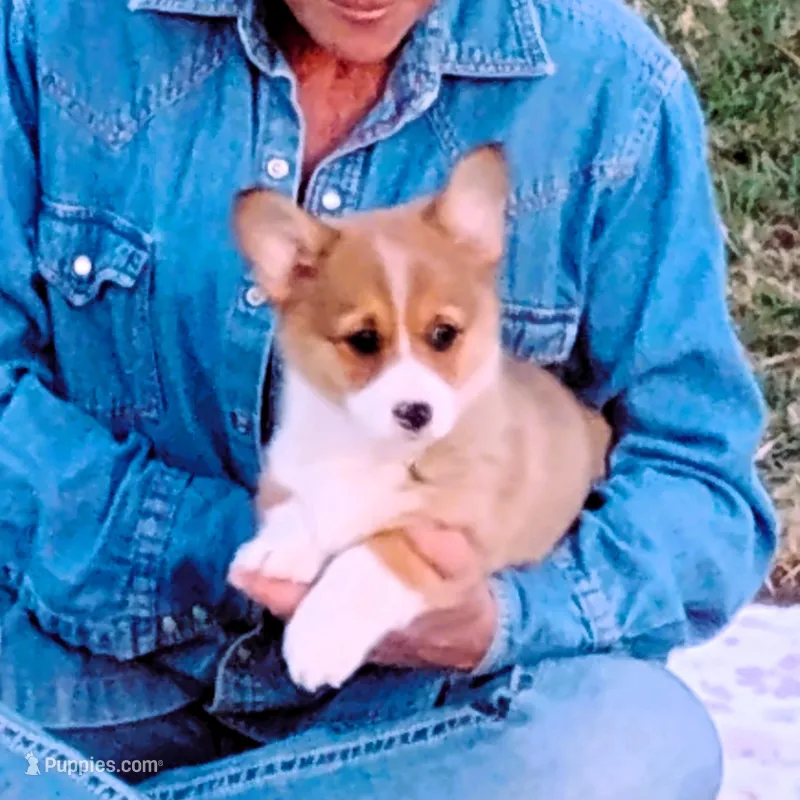 Clover-AKCreg. – Pembroke Welsh Corgi puppy for sale in Hanover, KS