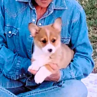 Clover-AKC, a female Pembroke Welsh Corgi for sale in Hanover, KS – Photo 7 of 9