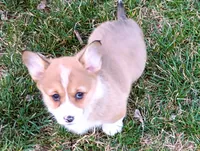 Clover-AKC, a female Pembroke Welsh Corgi for sale in Hanover, KS – Photo 8 of 9