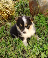 Lulu-AKC, a female Pembroke Welsh Corgi for sale in Hanover, KS – 7 of 10