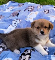 Ryo-AKC, a male Pembroke Welsh Corgi for sale in Hanover, KS – 5 of 10